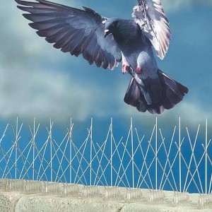 Stainless Steel Pigeon Nails Anti-Bird Spikes Bird Scarer Spikes